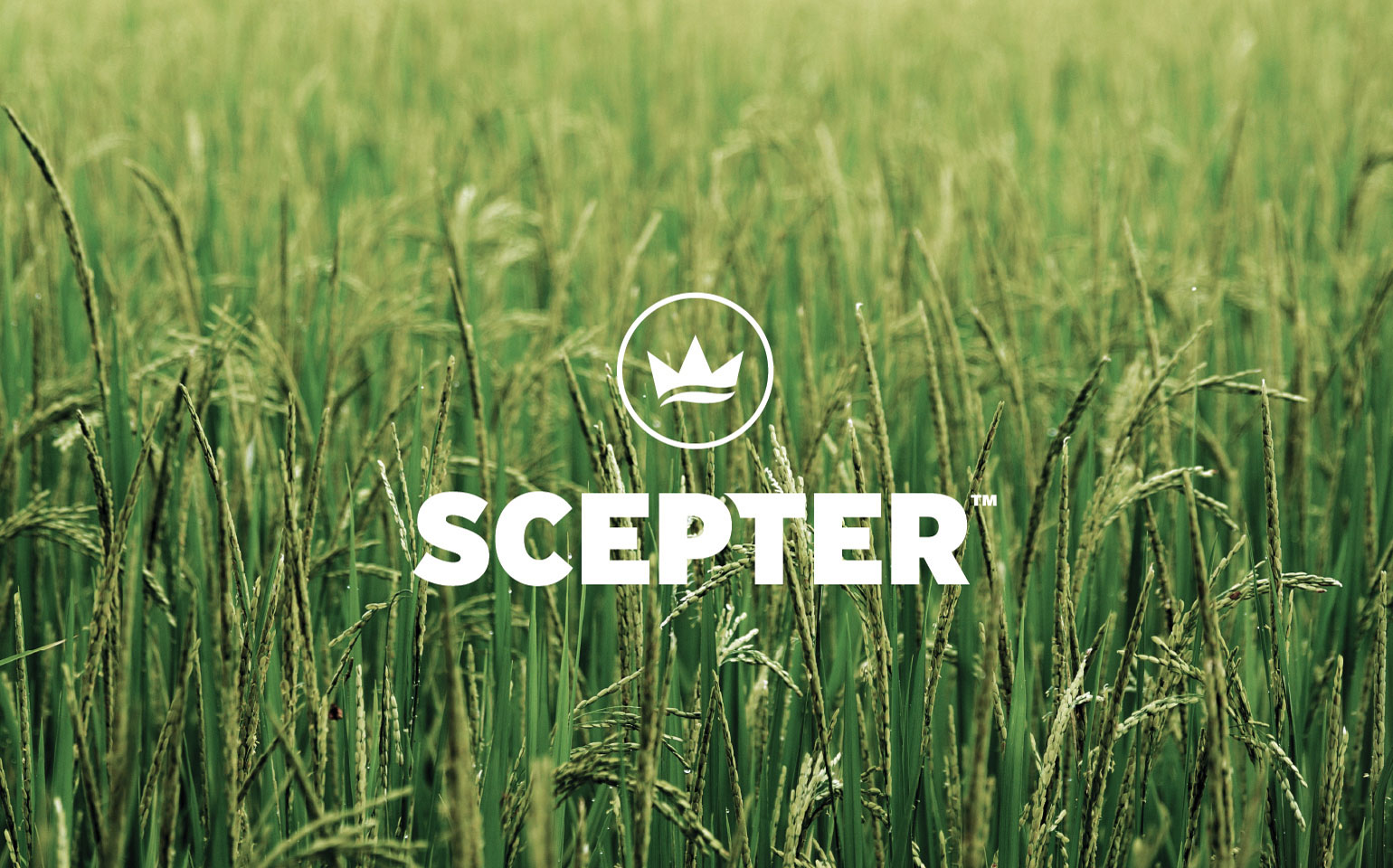Scepter Logo Featured