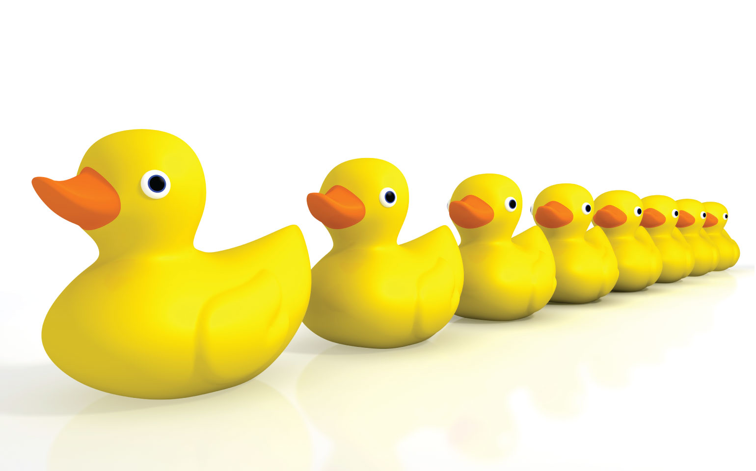 Row of rubber ducks