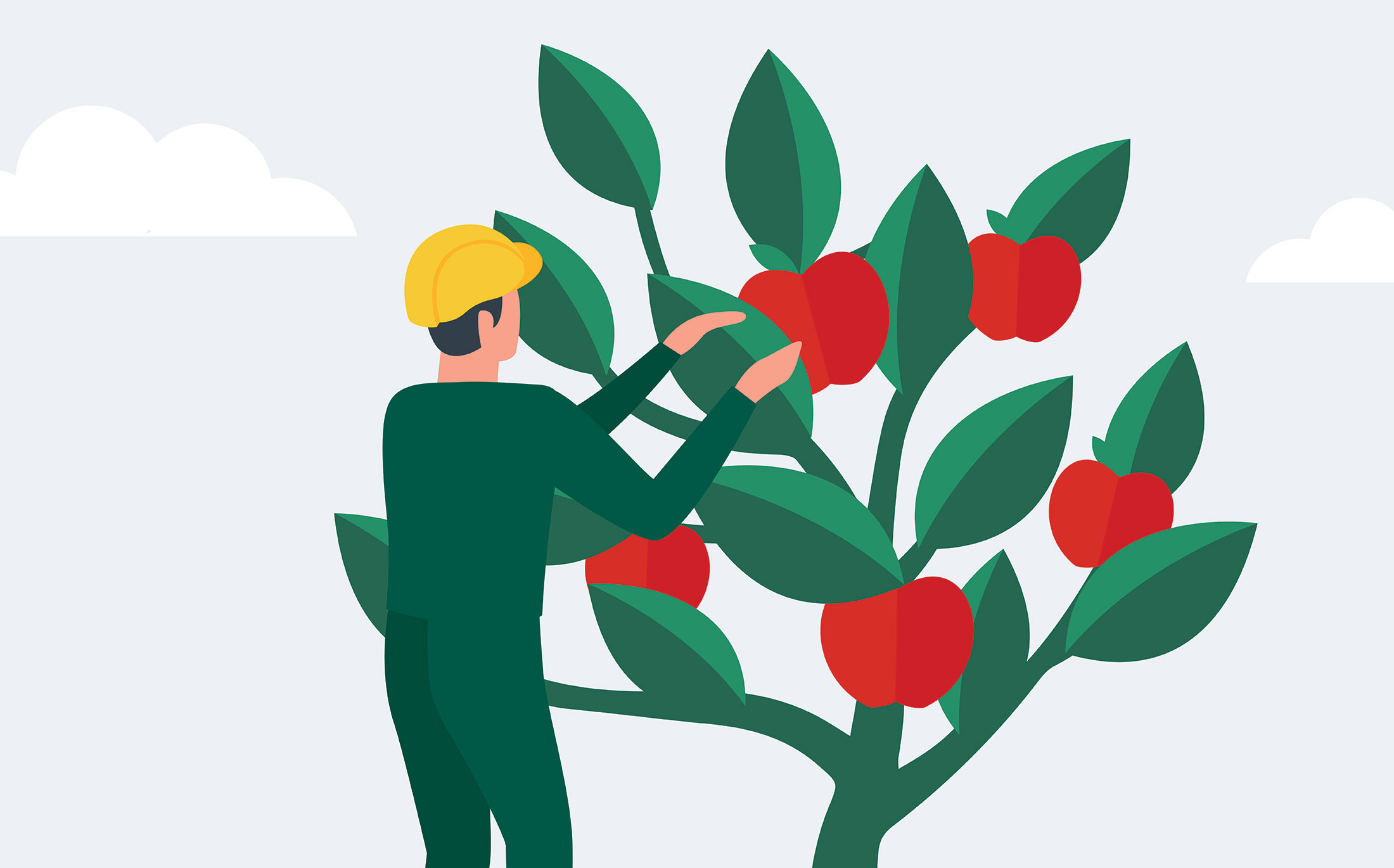 illustration of a man tending to an apple tree